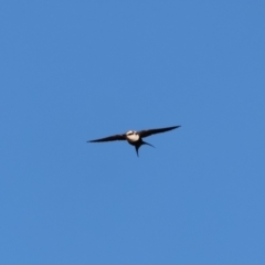 Cheramoeca leucosterna (White-backed Swallow) at Broken Hill, NSW - 21 Apr 2024 by Liam.m
