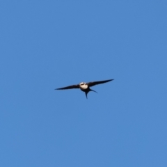 Cheramoeca leucosterna (White-backed Swallow) at Living Desert State Park - 22 Apr 2024 by Liam.m