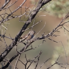 Pyrrholaemus brunneus (Redthroat) at Broken Hill, NSW - 21 Apr 2024 by Liam.m