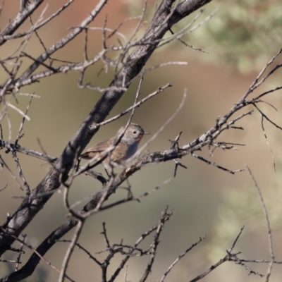 Pyrrholaemus brunneus (Redthroat) at Broken Hill, NSW - 21 Apr 2024 by Liam.m