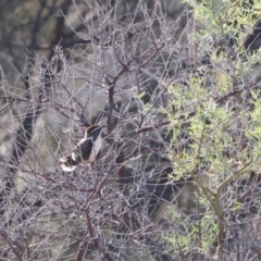 Pomatostomus ruficeps (Chestnut-crowned Babbler) at Living Desert State Park - 22 Apr 2024 by Liam.m