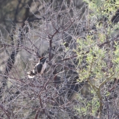 Pomatostomus ruficeps (Chestnut-crowned Babbler) at Broken Hill, NSW - 21 Apr 2024 by Liam.m