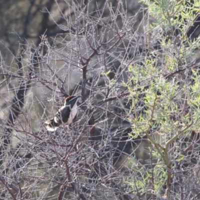 Pomatostomus ruficeps (Chestnut-crowned Babbler) at Living Desert State Park - 21 Apr 2024 by Liam.m