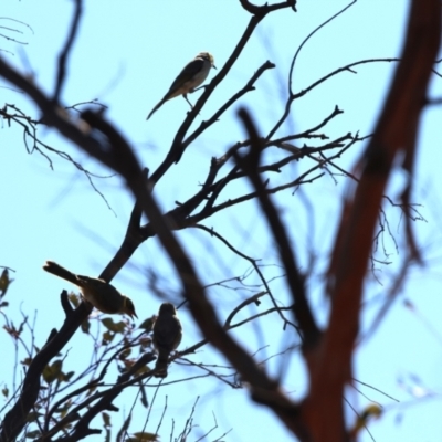 Ptilotula plumula (Grey-fronted Honeyeater) at Scotia, NSW - 23 Apr 2024 by Liam.m