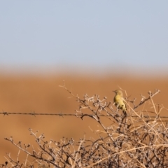 Epthianura aurifrons (Orange Chat) at Merrinee, VIC - 23 Apr 2024 by Liam.m