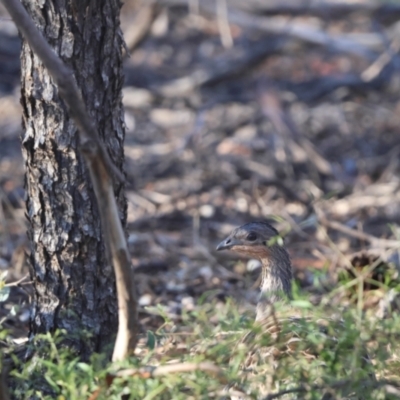 Leipoa ocellata (Malleefowl) at Hattah - Kulkyne National Park - 23 Apr 2024 by Liam.m