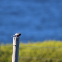 Artamus superciliosus (White-browed Woodswallow) at Ben Boyd National Park - 26 May 2024 by Liam.m