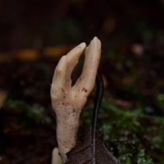 Clavulina sp. (A coral fungus) at ANBG - 23 Jun 2024 by amiessmacro