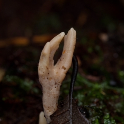 Clavulina sp. (A coral fungus) at ANBG - 23 Jun 2024 by amiessmacro