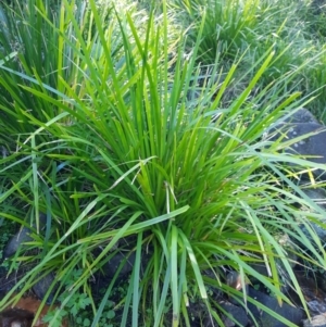 Lomandra (genus) at Koreelah National Park - 23 Jun 2024 10:12 AM