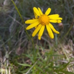 Senecio madagascariensis at Koreelah National Park - 23 Jun 2024 by MB