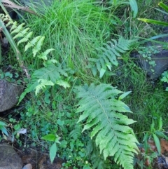 Unidentified Fern or Clubmoss at Koreelah National Park - 23 Jun 2024 by MB
