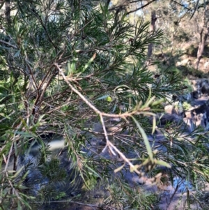 Callistemon sieberi at Koreelah National Park - 23 Jun 2024 10:13 AM