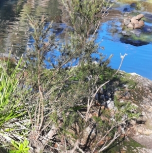 Callistemon sieberi at Koreelah National Park - 23 Jun 2024