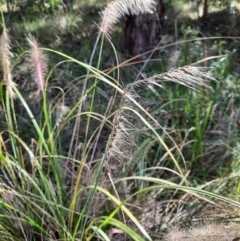 Unidentified Grass at Koreelah, NSW - 23 Jun 2024 by MB