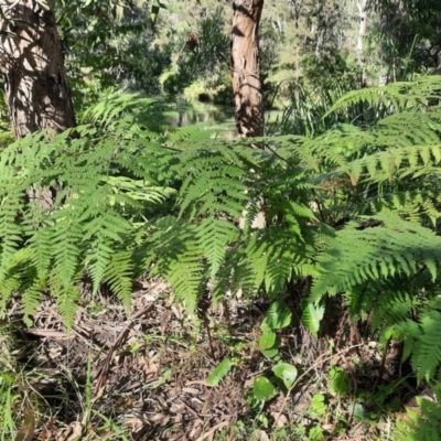 Unidentified Fern or Clubmoss at Koreelah National Park - 23 Jun 2024 by MB