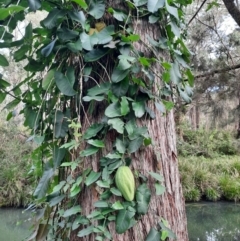 Araujia sericifera (Moth Plant) at Koreelah National Park - 23 Jun 2024 by MB