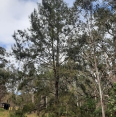 Casuarina/Allocasuarina sp. at Legume, NSW - 23 Jun 2024 by MB