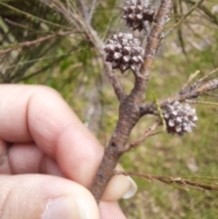 Allocasuarina torulosa at Legume, NSW - 23 Jun 2024 10:38 AM