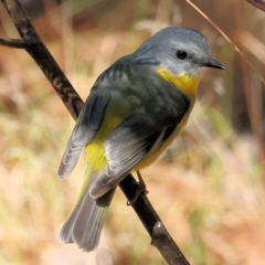 Eopsaltria australis (Eastern Yellow Robin) at Yackandandah, VIC - 23 Jun 2024 by KylieWaldon