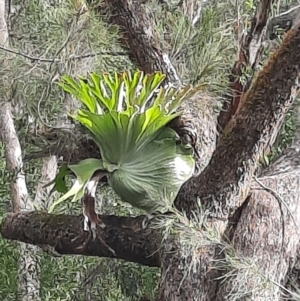 Platycerium superbum at Legume, NSW - 23 Jun 2024