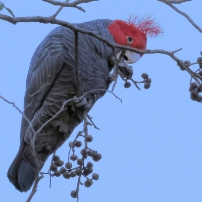 Callocephalon fimbriatum (Gang-gang Cockatoo) at Yackandandah, VIC - 23 Jun 2024 by KylieWaldon