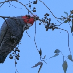 Callocephalon fimbriatum at Yackandandah, VIC - 23 Jun 2024