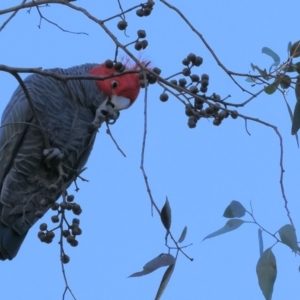 Callocephalon fimbriatum at Yackandandah, VIC - 23 Jun 2024