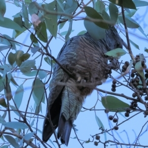 Callocephalon fimbriatum at Yackandandah, VIC - 23 Jun 2024