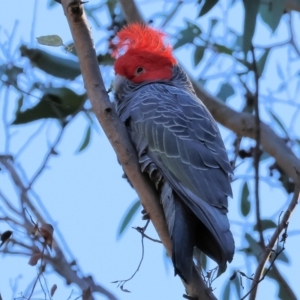 Callocephalon fimbriatum at Yackandandah, VIC - 23 Jun 2024