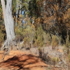 Callocephalon fimbriatum at Yackandandah, VIC - 23 Jun 2024