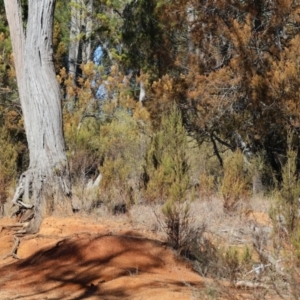 Callocephalon fimbriatum at Yackandandah, VIC - 23 Jun 2024