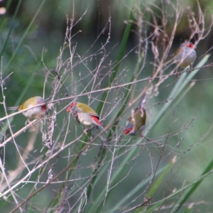 Neochmia temporalis at Koreelah National Park - 23 Jun 2024