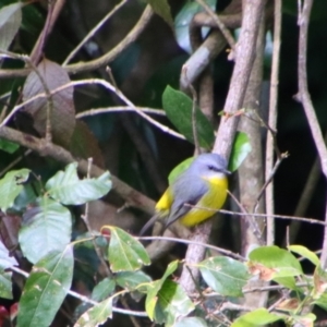 Eopsaltria australis at The Falls, QLD - 23 Jun 2024 11:28 AM