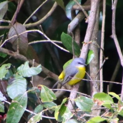 Eopsaltria australis (Eastern Yellow Robin) at The Falls, QLD - 23 Jun 2024 by MB