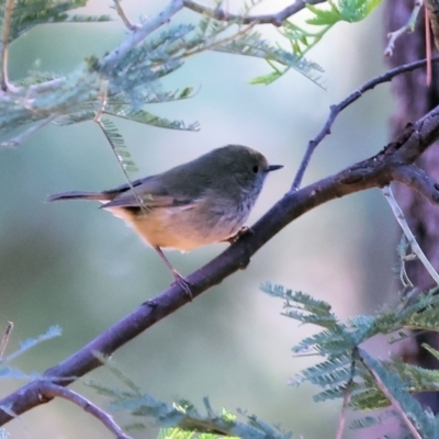 Acanthiza pusilla (Brown Thornbill) at Yackandandah, VIC - 23 Jun 2024 by KylieWaldon