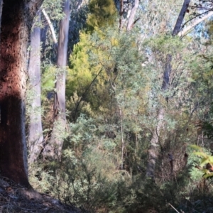 Acanthiza pusilla at Yackandandah, VIC - 23 Jun 2024