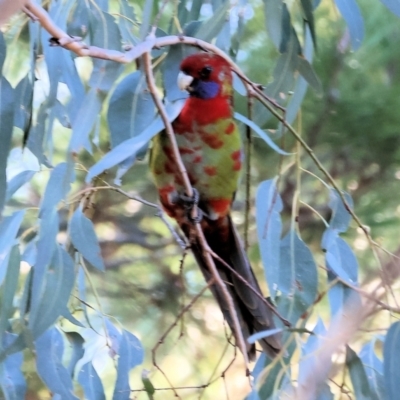 Platycercus elegans (Crimson Rosella) at Yackandandah, VIC - 23 Jun 2024 by KylieWaldon