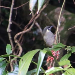 Meliphaga lewinii at The Falls, QLD - 23 Jun 2024