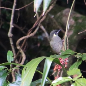 Meliphaga lewinii at The Falls, QLD - 23 Jun 2024 11:28 AM