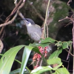 Meliphaga lewinii at The Falls, QLD - 23 Jun 2024