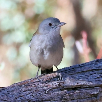 Colluricincla harmonica (Grey Shrikethrush) at Yackandandah, VIC - 23 Jun 2024 by KylieWaldon