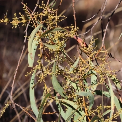 Acacia rubida (Red-stemmed Wattle, Red-leaved Wattle) at Yackandandah, VIC - 23 Jun 2024 by KylieWaldon