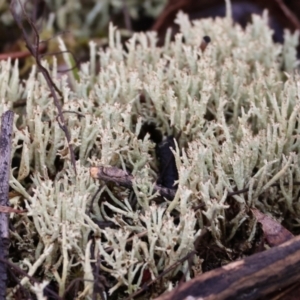 Cladonia sp. (genus) at Yackandandah, VIC - 23 Jun 2024