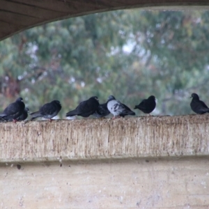 Columba livia at Inverell, NSW - 21 Jun 2024 09:25 AM