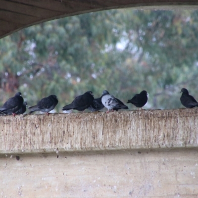 Columba livia (Rock Dove (Feral Pigeon)) at Inverell, NSW - 20 Jun 2024 by MB