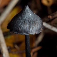 zz agaric (stem; gill colour unknown) at ANBG - 23 Jun 2024 by amiessmacro