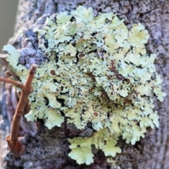 Unidentified Lichen at Yackandandah, VIC - 23 Jun 2024 by KylieWaldon