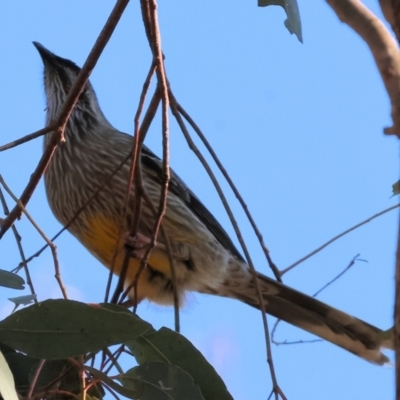 Anthochaera carunculata (Red Wattlebird) at Yackandandah, VIC - 23 Jun 2024 by KylieWaldon