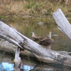 Anas gracilis (Grey Teal) at Inverell, NSW - 21 Jun 2024 by MB